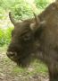 Die urzeitlichen Wisente leben heute wild vor allem in Polen und in der Ukraine.